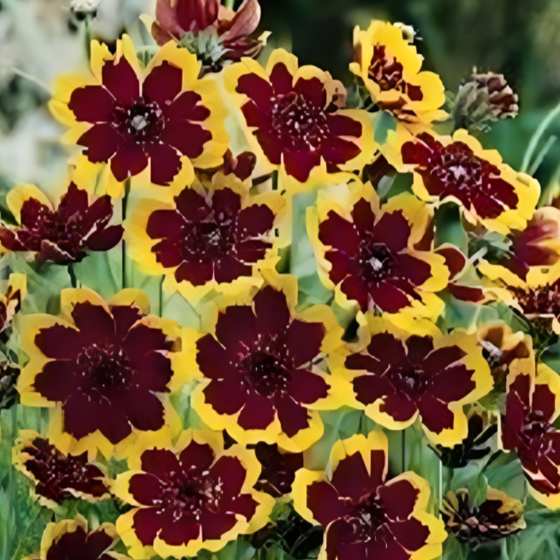 Cosmidium Brunette Flower Seeds