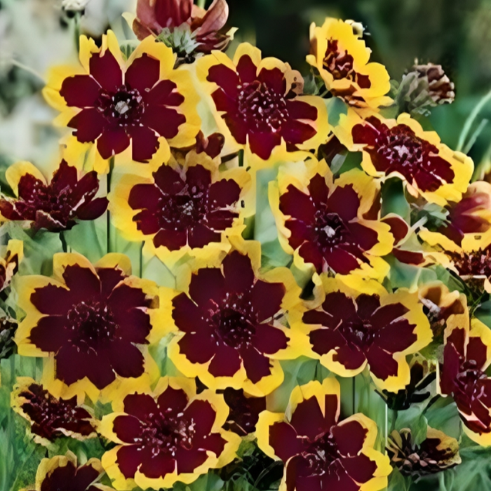 Cosmidium Brunette Flower Seeds