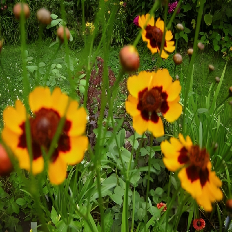 Cosmidium Brunette Flower Seeds