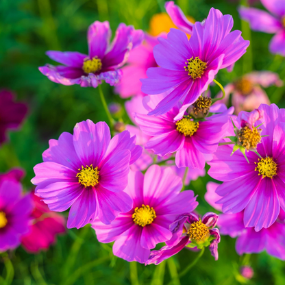 Cosmos Flower Seeds