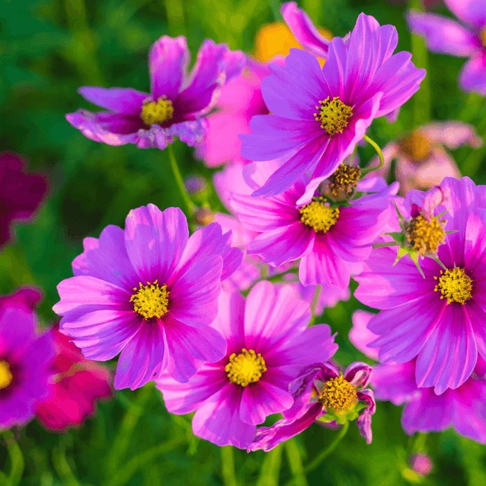 Radiant Cosmos Flower Seeds