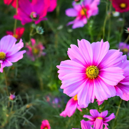 Cosmos Flower Seeds