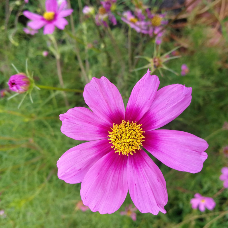 Cosmos Flower Seeds