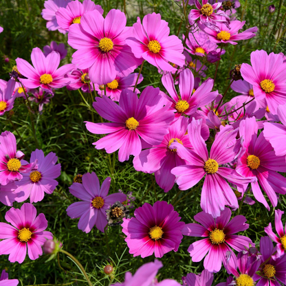 Cosmos Flower Seeds