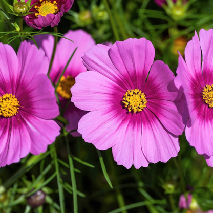 Cosmos Flower Seeds