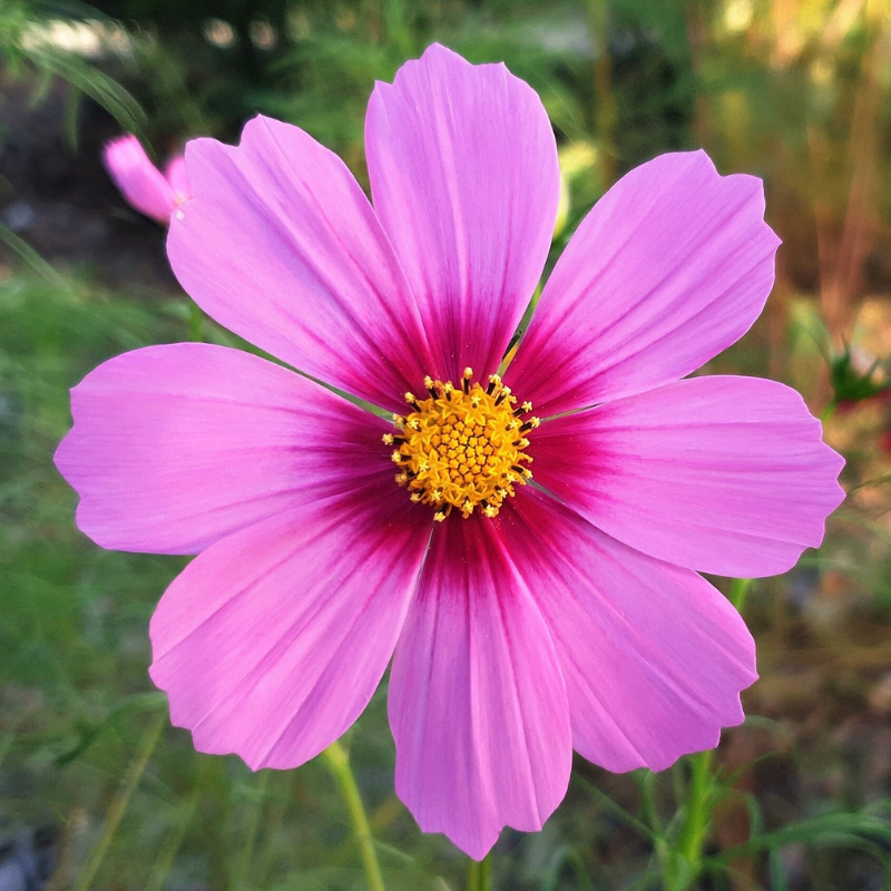 Cosmos Flower Seeds