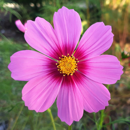 Cosmos Flower Seeds