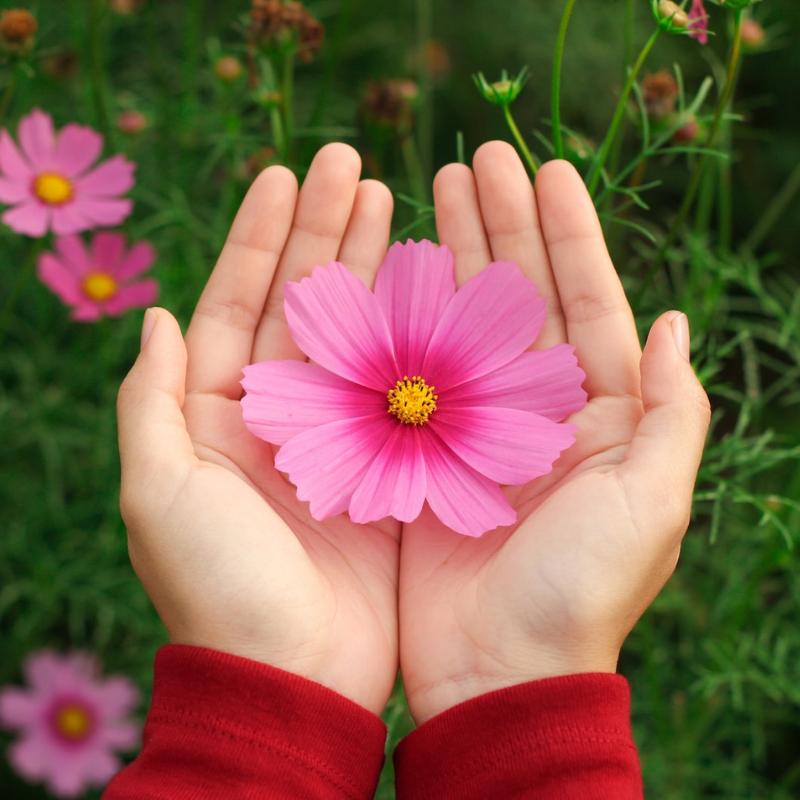 Cosmos Flower Seeds