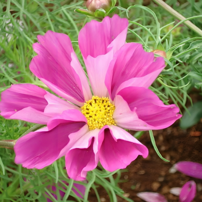 Cosmos Sea Shells Flower Seeds