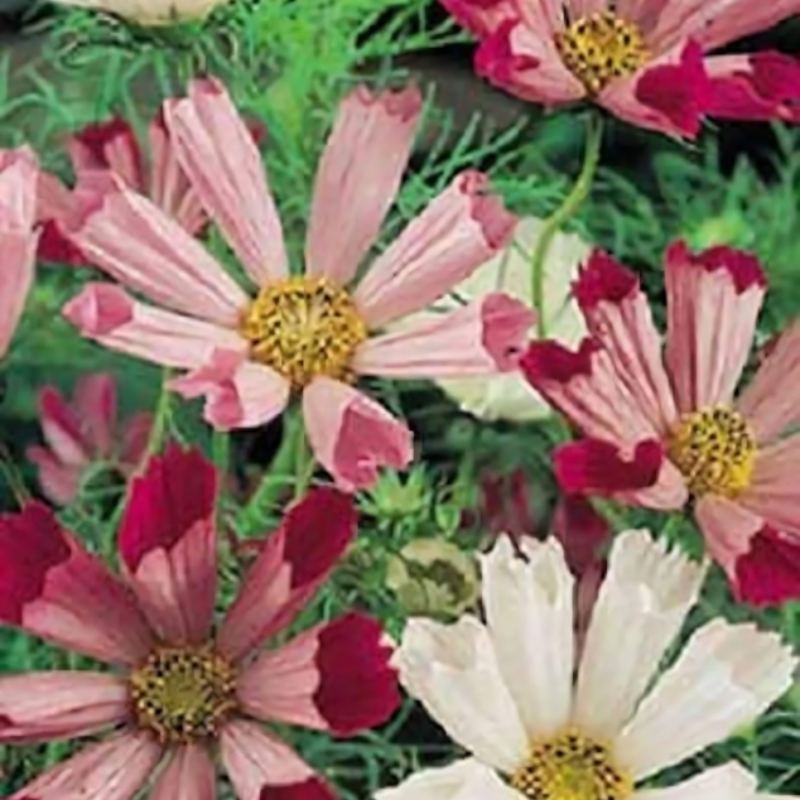 Cosmos Sea Shells Flower Seeds