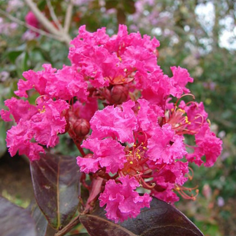 Crepe Myrtle Tree Seeds – USA SEED VILLAGE