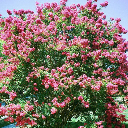 Crepe Myrtle Tree Seeds