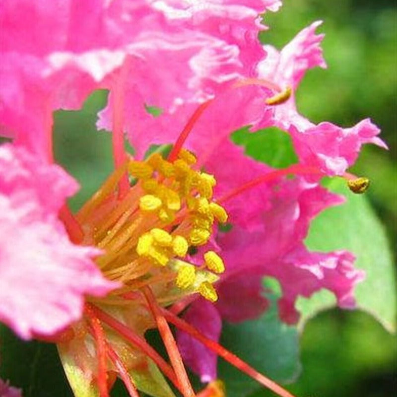 Crepe Myrtle Tree Seeds