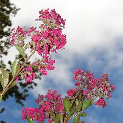 Crepe Myrtle Tree Seeds