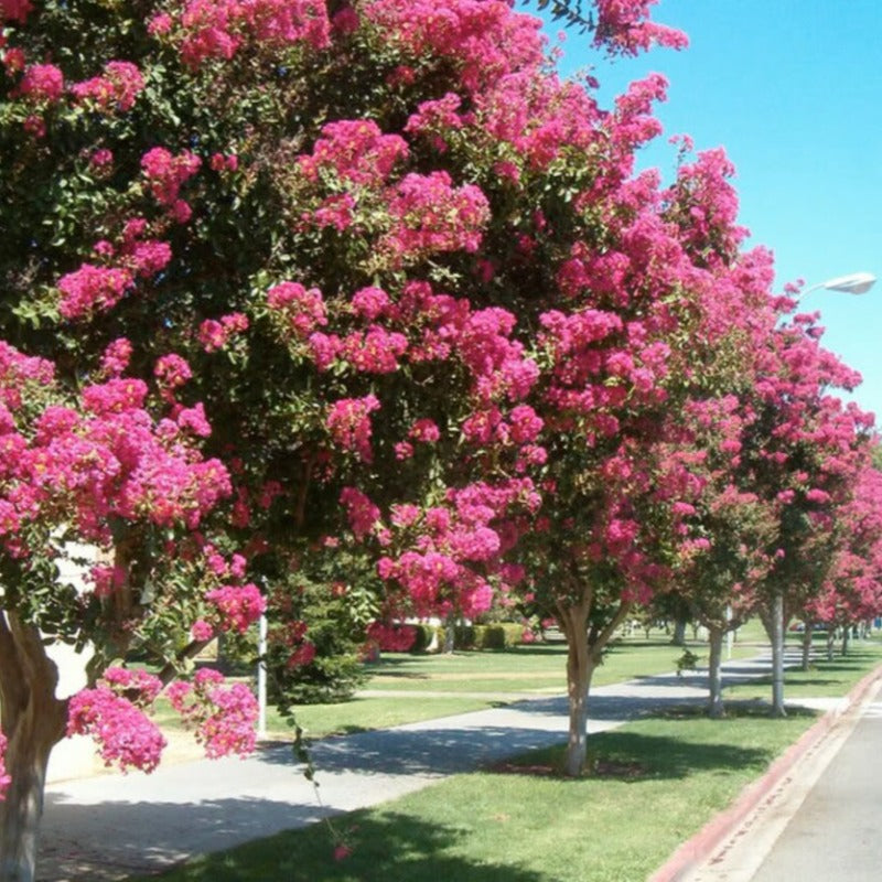 Crepe Myrtle Tree Seeds