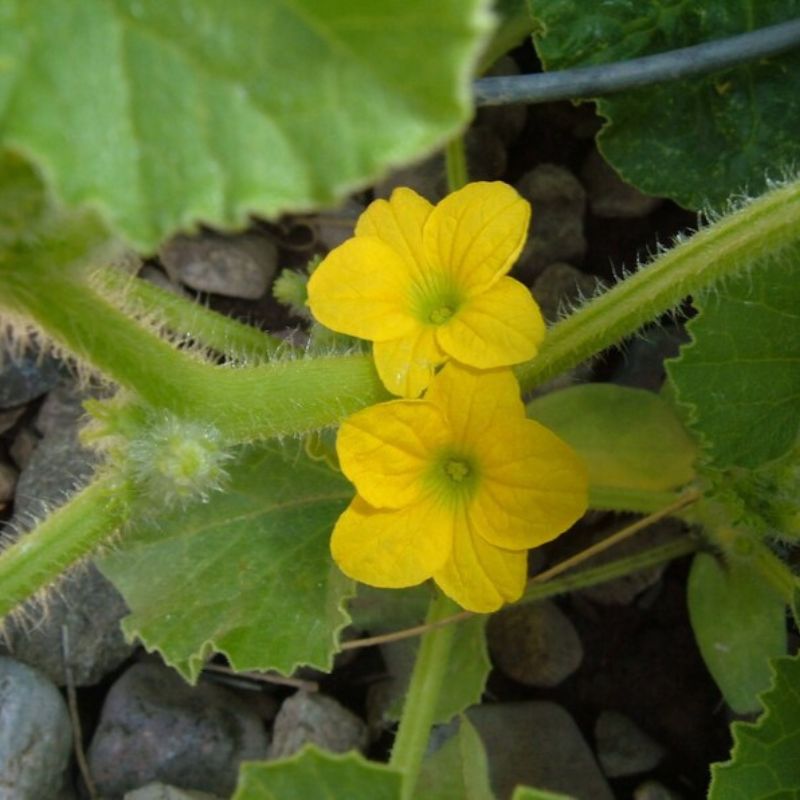 Cucumis Melo Cantaloupe Fruit Seeds