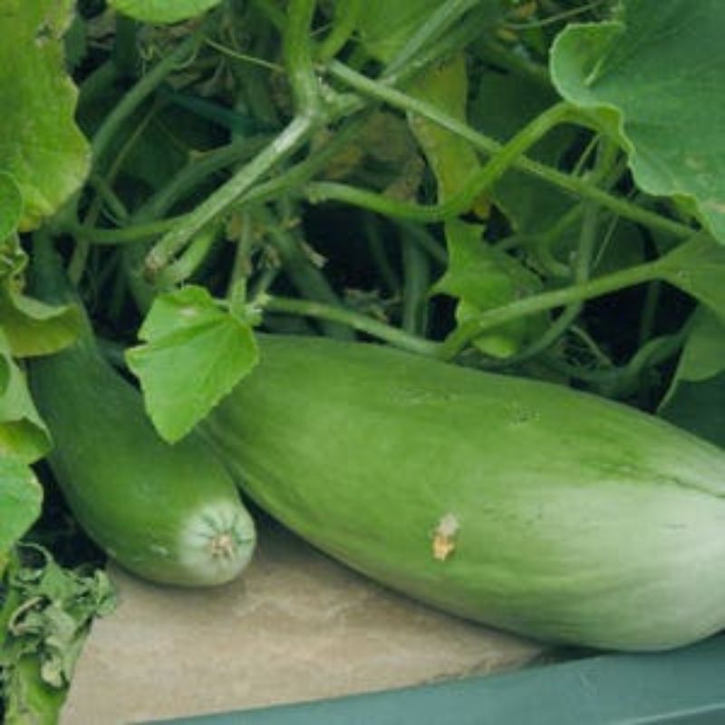 Cucumis Melon Fruits Seeds