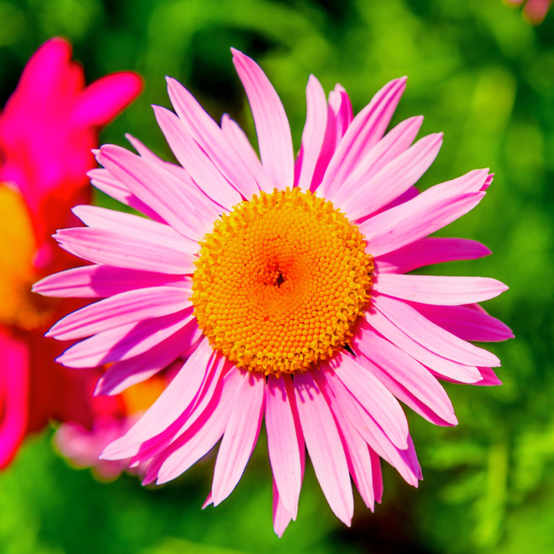 Daisy Flower Seeds