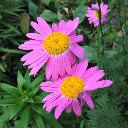 Daisy Flower Seeds