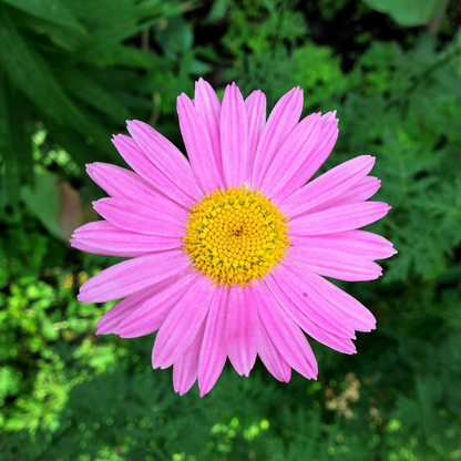 Daisy Flower Seeds