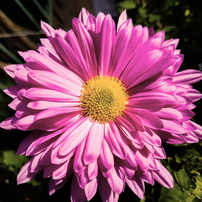 Daisy Flower Seeds