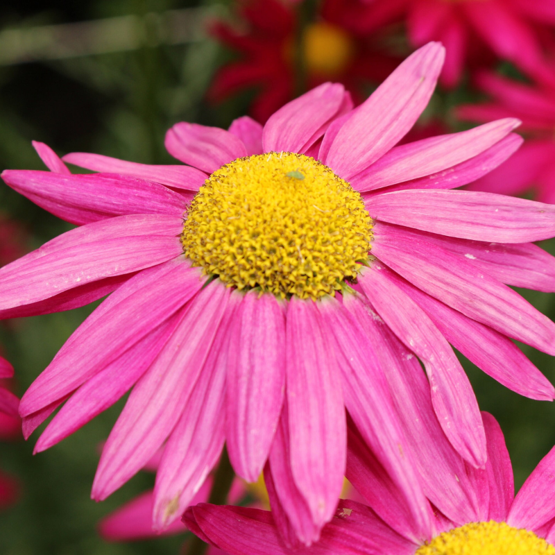 Daisy Flower Seeds