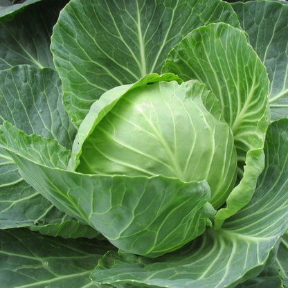 Danish Ballhead Cabbage Seeds