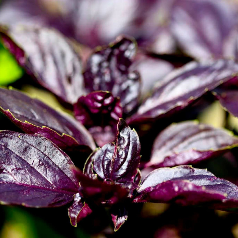 Dark Opal Basil Herb Seeds