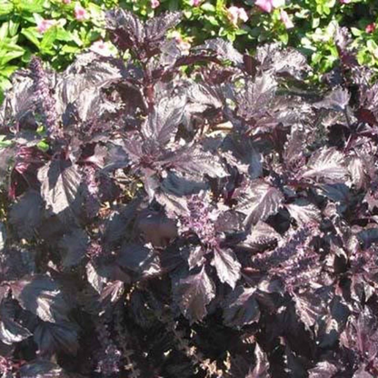 Dark Opal Basil Herb Seeds