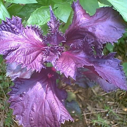 Dark Opal Basil Herb Seeds