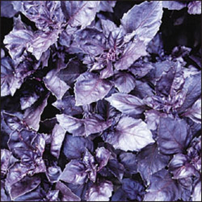 Dark Opal Basil Herb Seeds