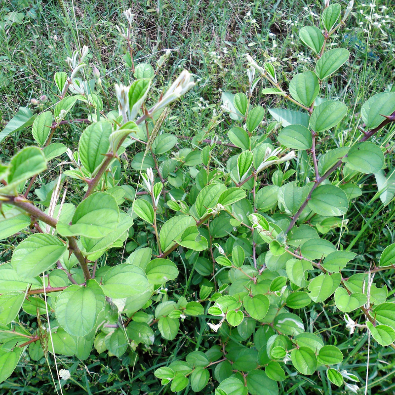 Date Fruit Tree Seeds