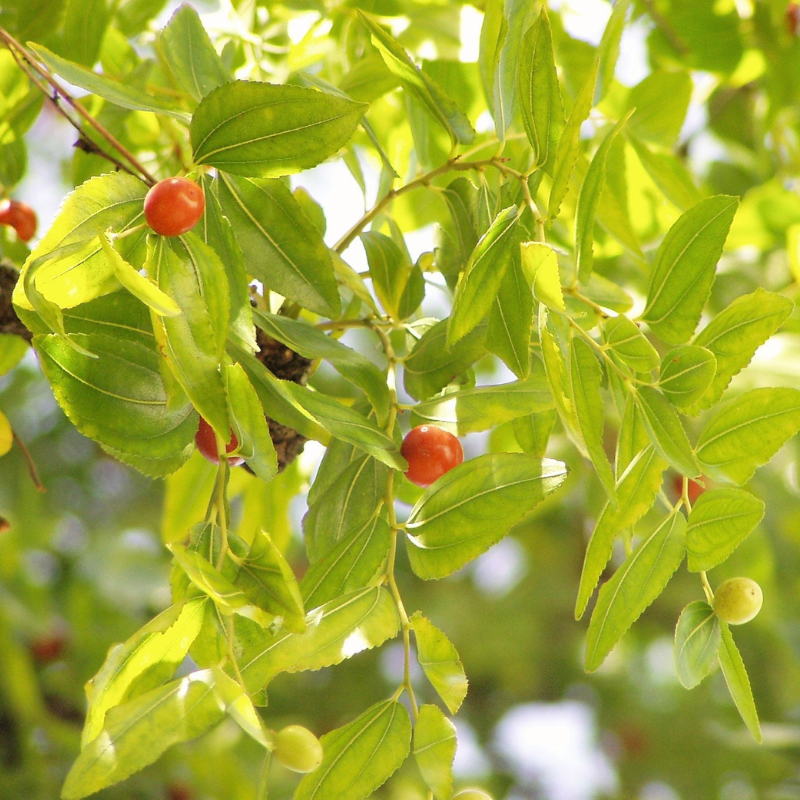 Date Fruit Tree Seeds