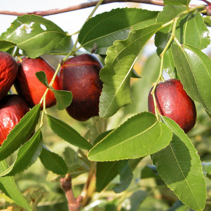 Date Fruit Tree Seeds