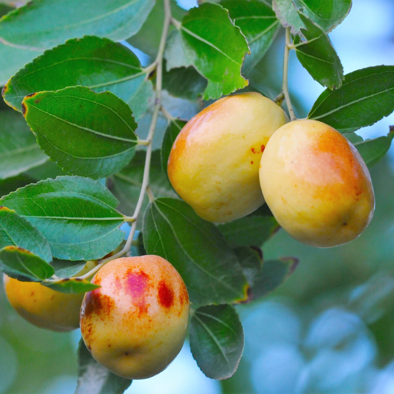 Date Fruit Tree Seeds