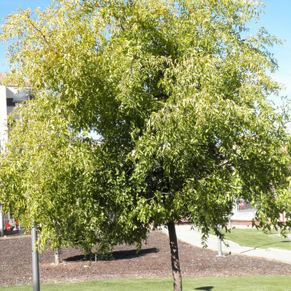 Date Fruit Tree Seeds