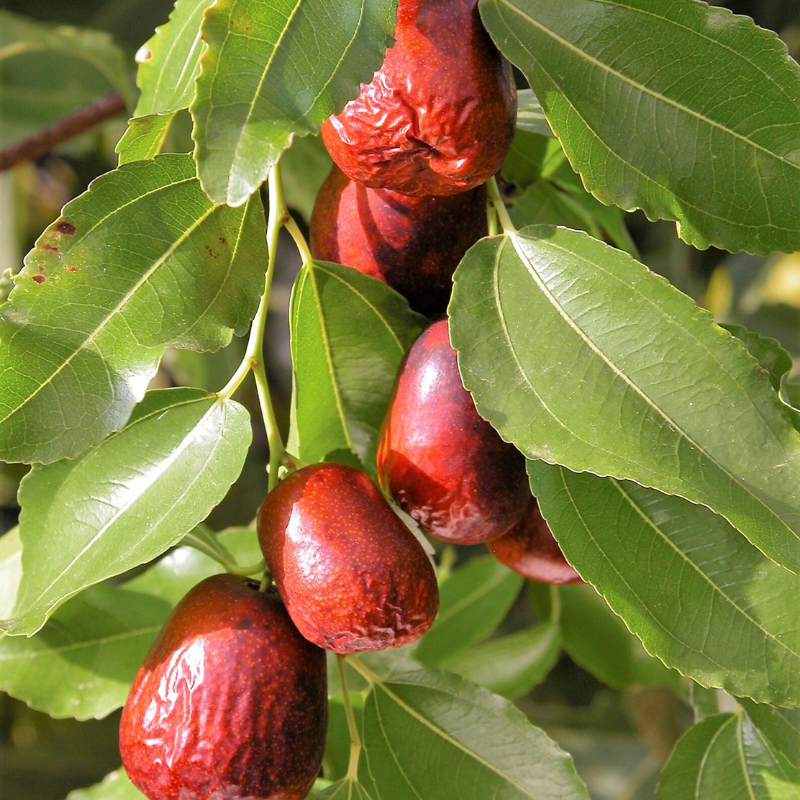 Date Fruit Tree Seeds