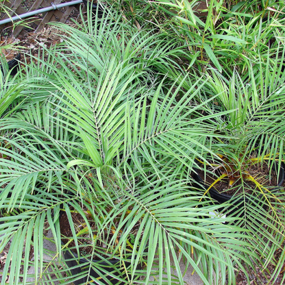 Date Palm Tree Seeds