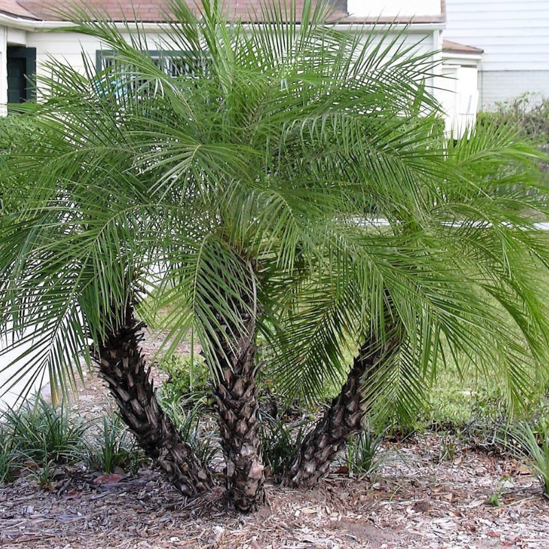 Date Palm Tree Seeds