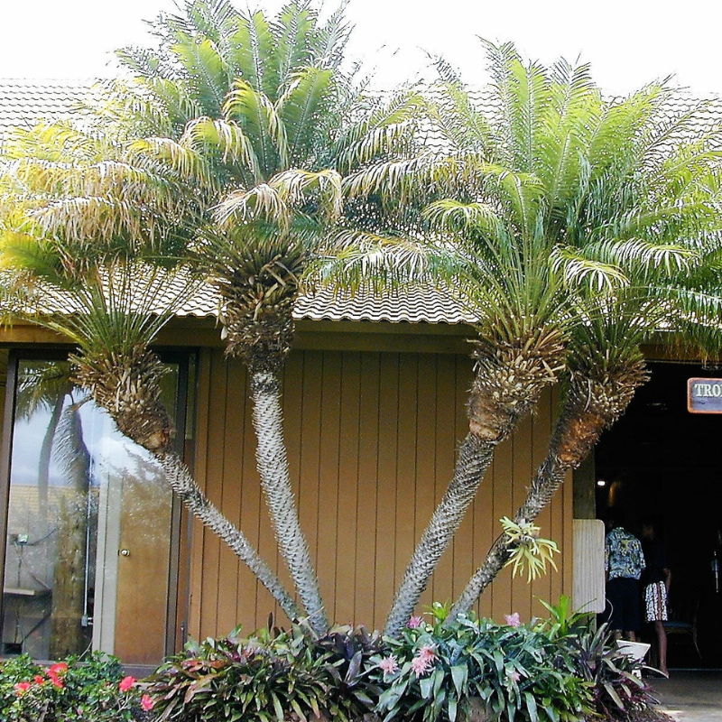 Date Palm Tree Seeds