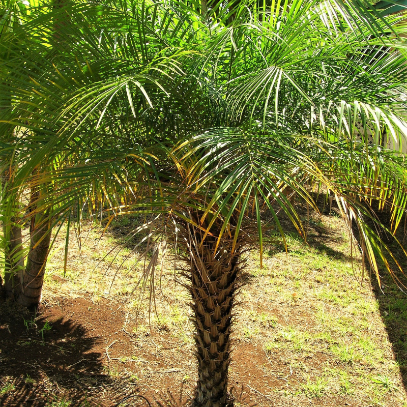 Date Palm Tree Seeds