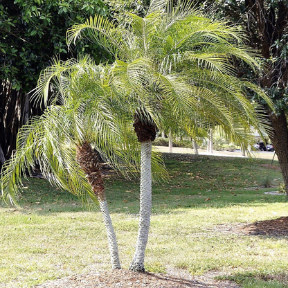 Date Palm Tree Seeds