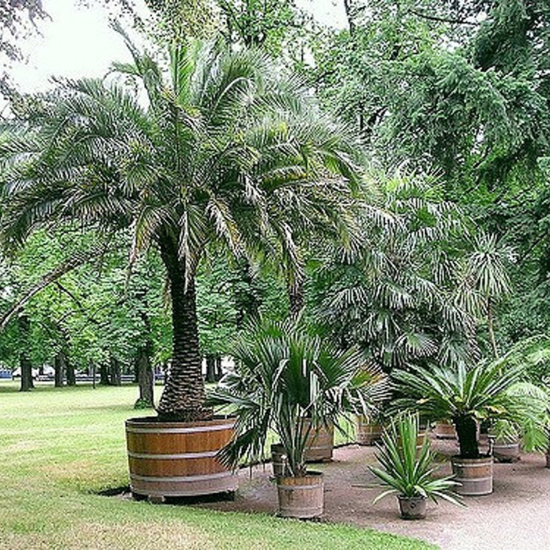 Date Palm Tree Seeds