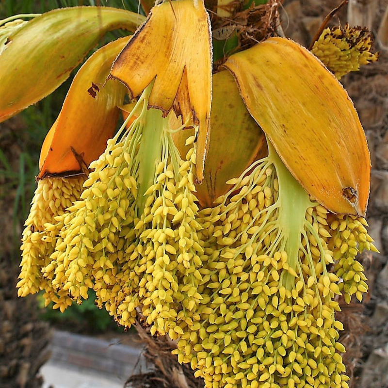 Date Palm Tree Seeds