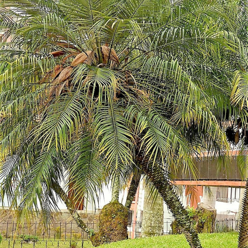 Date Palm Tree Seeds