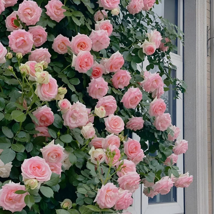 Botanical Climbing Rose Seeds