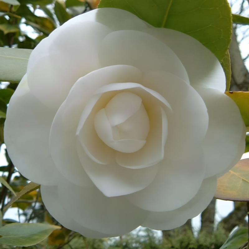 Double Camellia Impatiens Flower Seeds