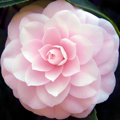 Double Camellia Impatiens Flower Seeds