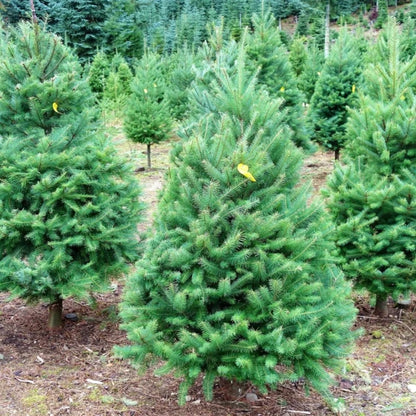 Douglas Fir Tree Shrub Seeds