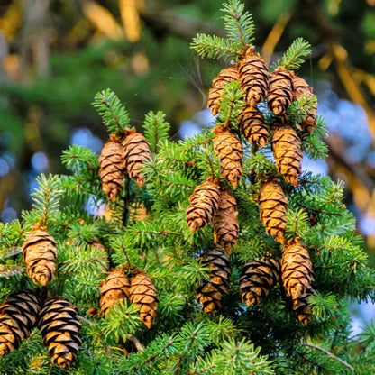 Douglas Fir Tree Shrub Seeds